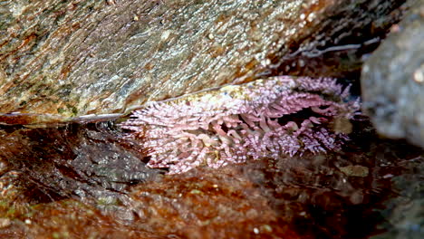 Pink sea anemone with tentacles in coastal rock pool, telephoto close-up