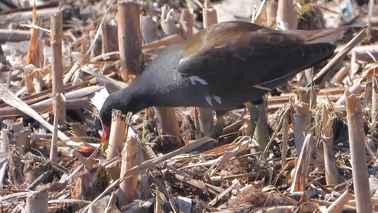 Gallinella d'acqua comune in cerca di cibo tra canne secche in una zona umida.