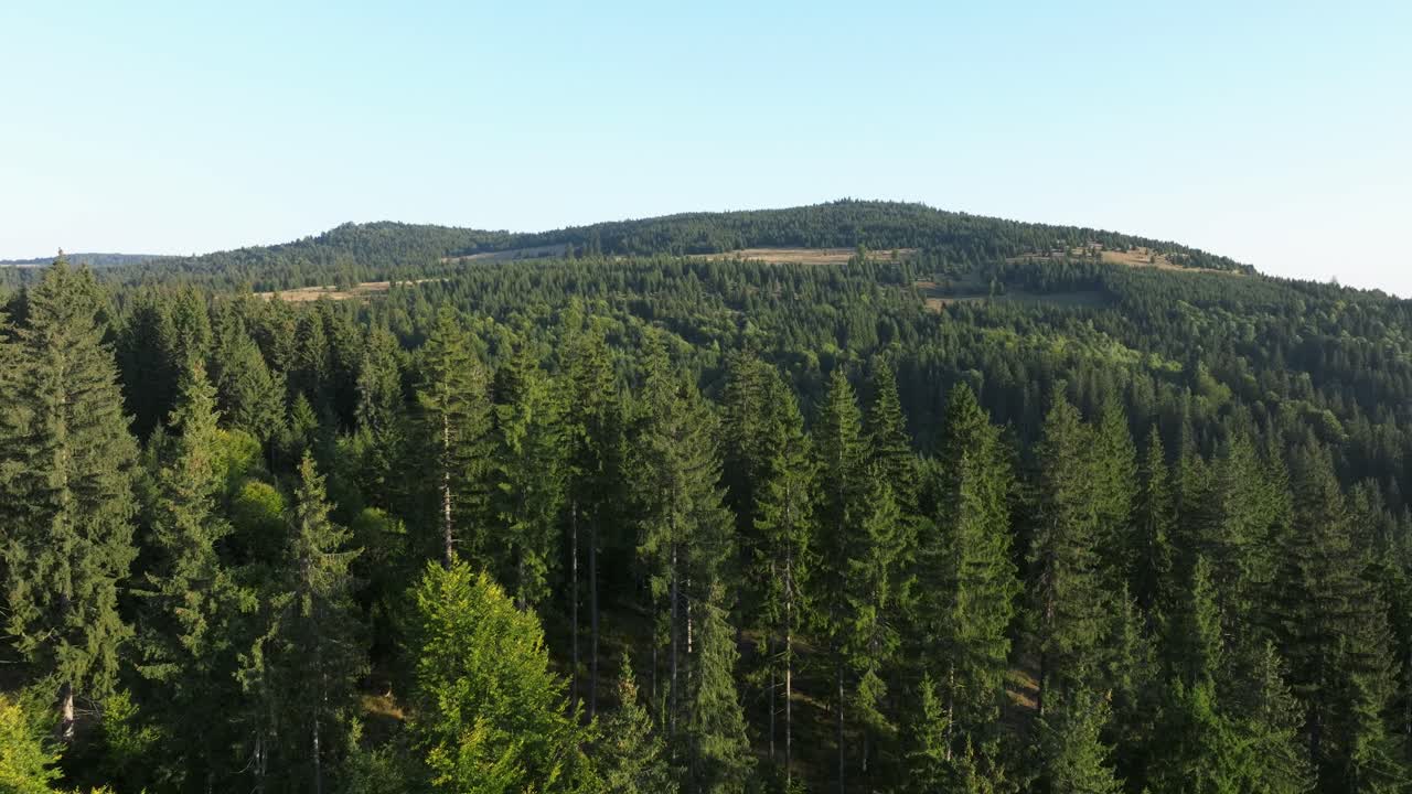 Vista aerea di una foresta verde e rigogliosa su una montagna