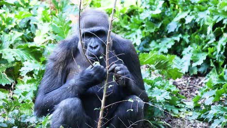 gorilla eating plants in a lush environment