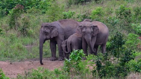 The-Asiatic-Elephants-are-endangered-species-and-they-are-also-residents-of-Thailand