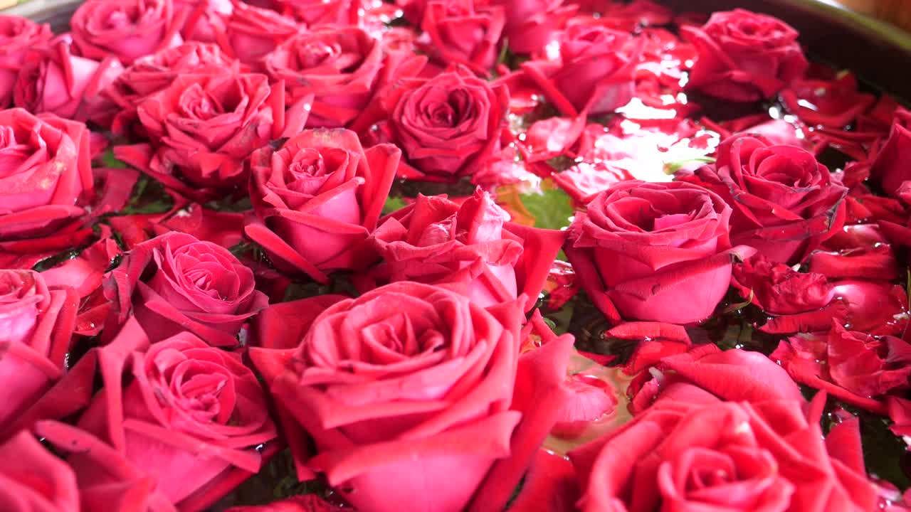 Ramo de hermosas rosas rojas frescas en flor, primer plano.