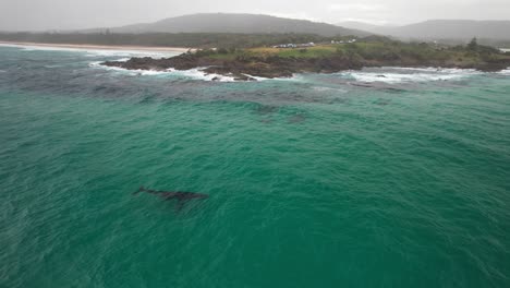 humpback whale in the ocean in hastings point, nsw, australia - drone shot