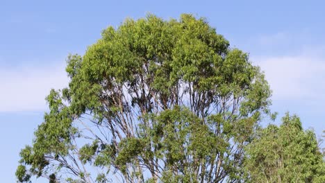 los cambios sutiles de un árbol en un corto período de tiempo