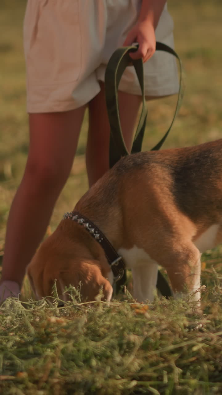 Close-up of dog sitting attentively while being fed by person in outdoor grassy field, with other individuals standing around, scene captures loving interaction between pet and owner on sunny day