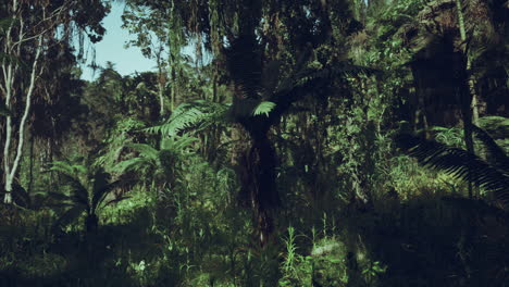 dense green forest with tall trees and ferns