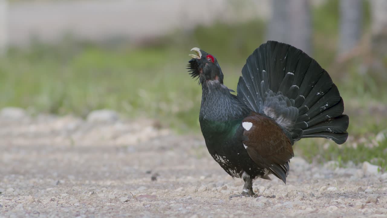 남성 서부 캐퍼케일리 (western capercaillie) 는 렉 (lek) 지역에서 렉킹 (lekking) 계절에 소나무 숲에서 아침 빛에 가까이 서식합니다.