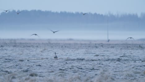 Geese-flock-during-spring-migration-in-early-morning-dusk-feeding-and-flying-on-the-field