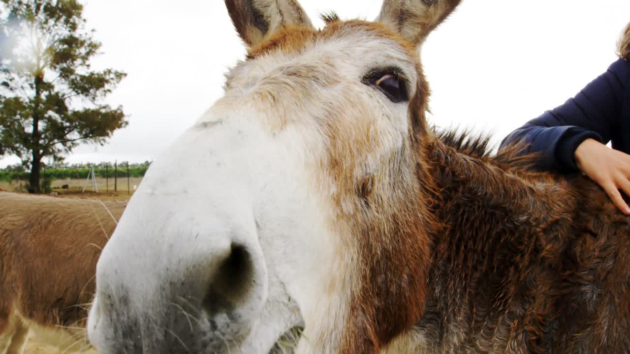 아름다운 젊은 여성이 당나귀를  ⁇ 는 4k
