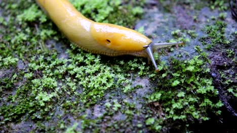 Side-angle-close-up-of-a-banana-slug-traveling-down-the-side-of-a-rock-in-the-Santa-Cruz-mountains-near-the-Mystery-Spot