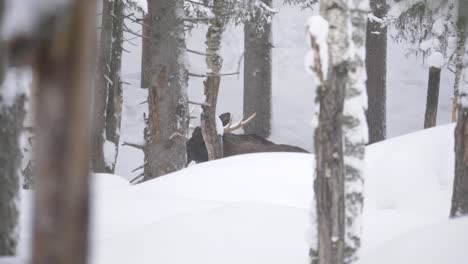 large moose bull cloaked in the distance amidst the snowy forest trees - long wide shot