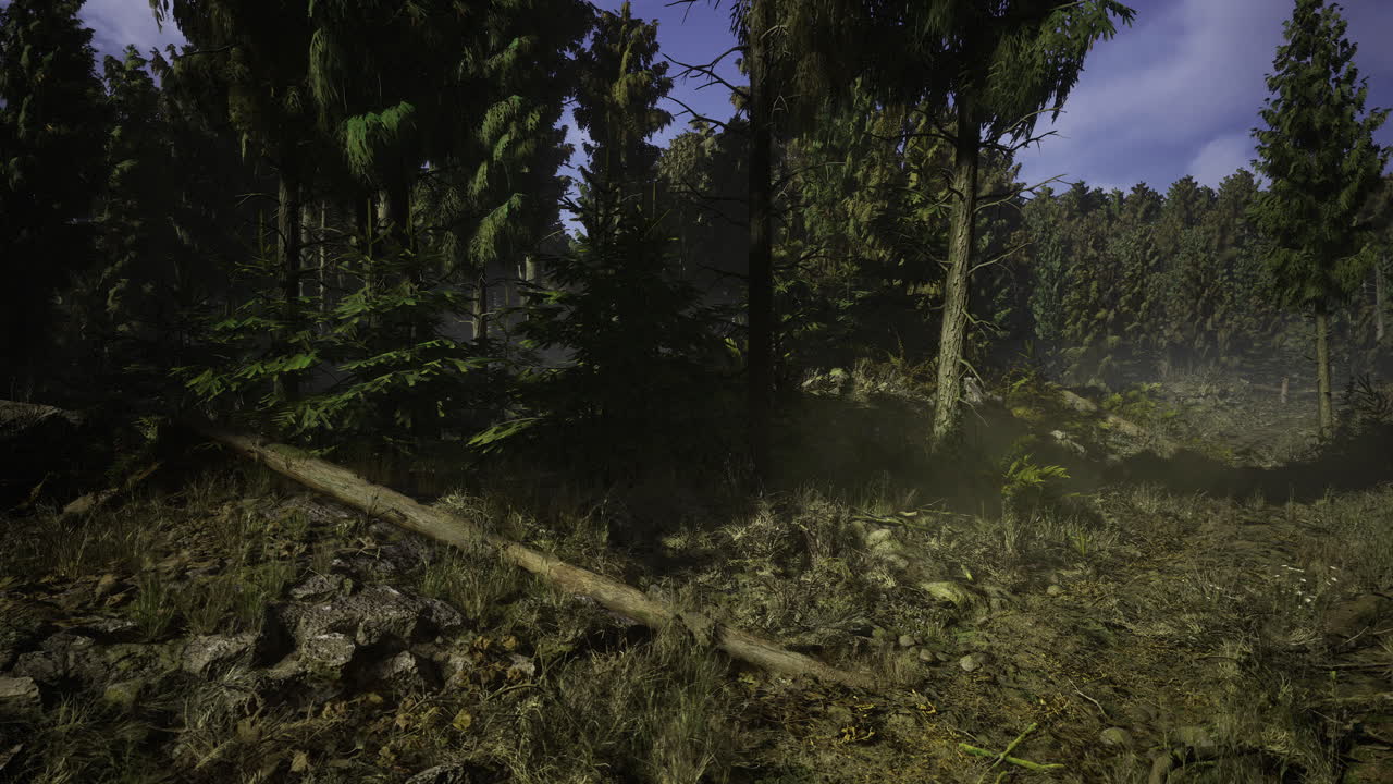 Explore a serene forest landscape filled with tall trees and natural beauty