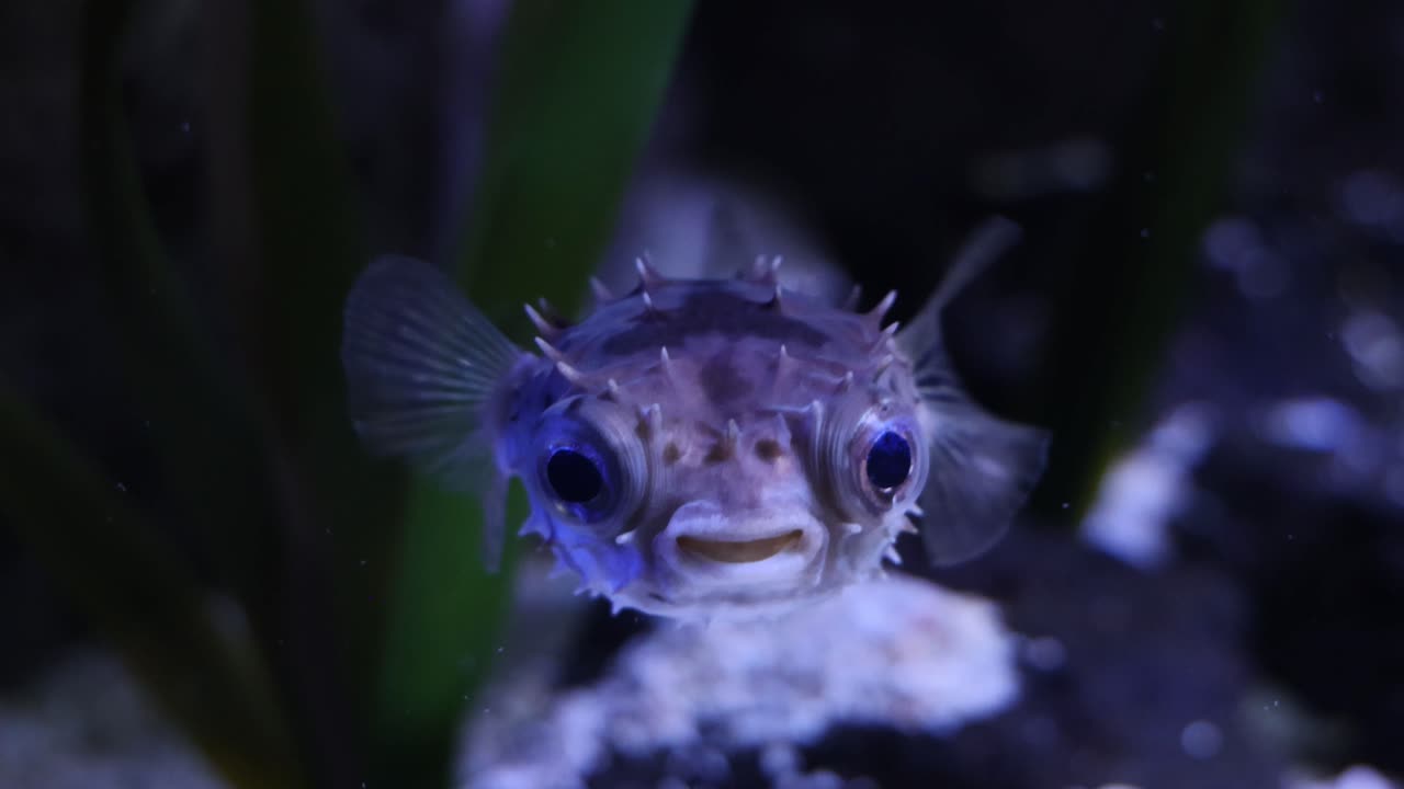 un pez globo se mueve por un acuario doméstico.