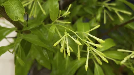 close-up view of a raat rani (night blooming jasmine) plant, showcasing its green leaves and small, light-green buds