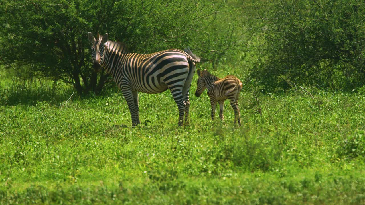 Cucciolo di zebra selvatico con il genitore tra le pianure erbose nella Riserva Manyara Ranch, Tanzania, Africa