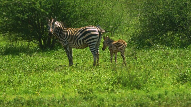 Cucciolo di zebra selvatico con il genitore tra le pianure erbose nella Riserva Manyara Ranch, Tanzania, Africa