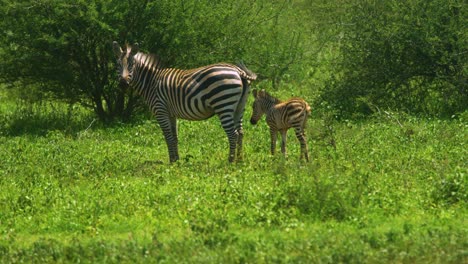 wild zebra baby with parent among grass plains in manyara ranch conservancy tanzania africa