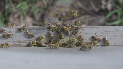eine top-ansicht von honigbienen am eingang der bienenbox nach dem sammeln von pollen