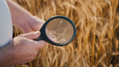 an agronomist studies wheat through a magnifying glass