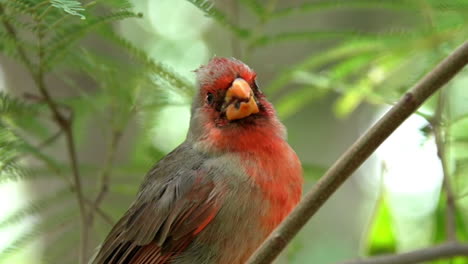 male desert cardinal bird singing while perching on a tree branch in the forest