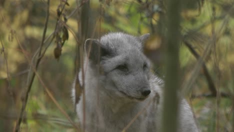 primer plano largo de zorro ártico gris descansando entre la vegetación en un bosque verde europeo