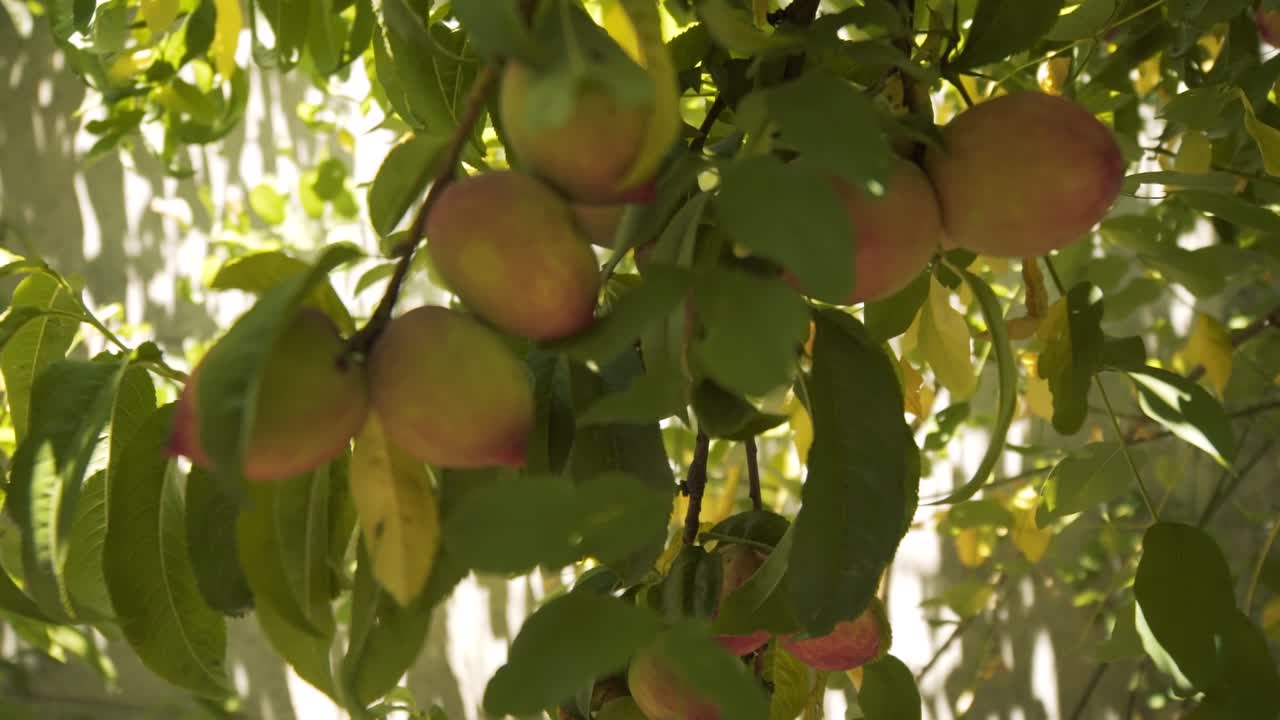 cámara grabando un árbol de durazno orgánico real desde diferentes ángulos a cámara lenta en chile