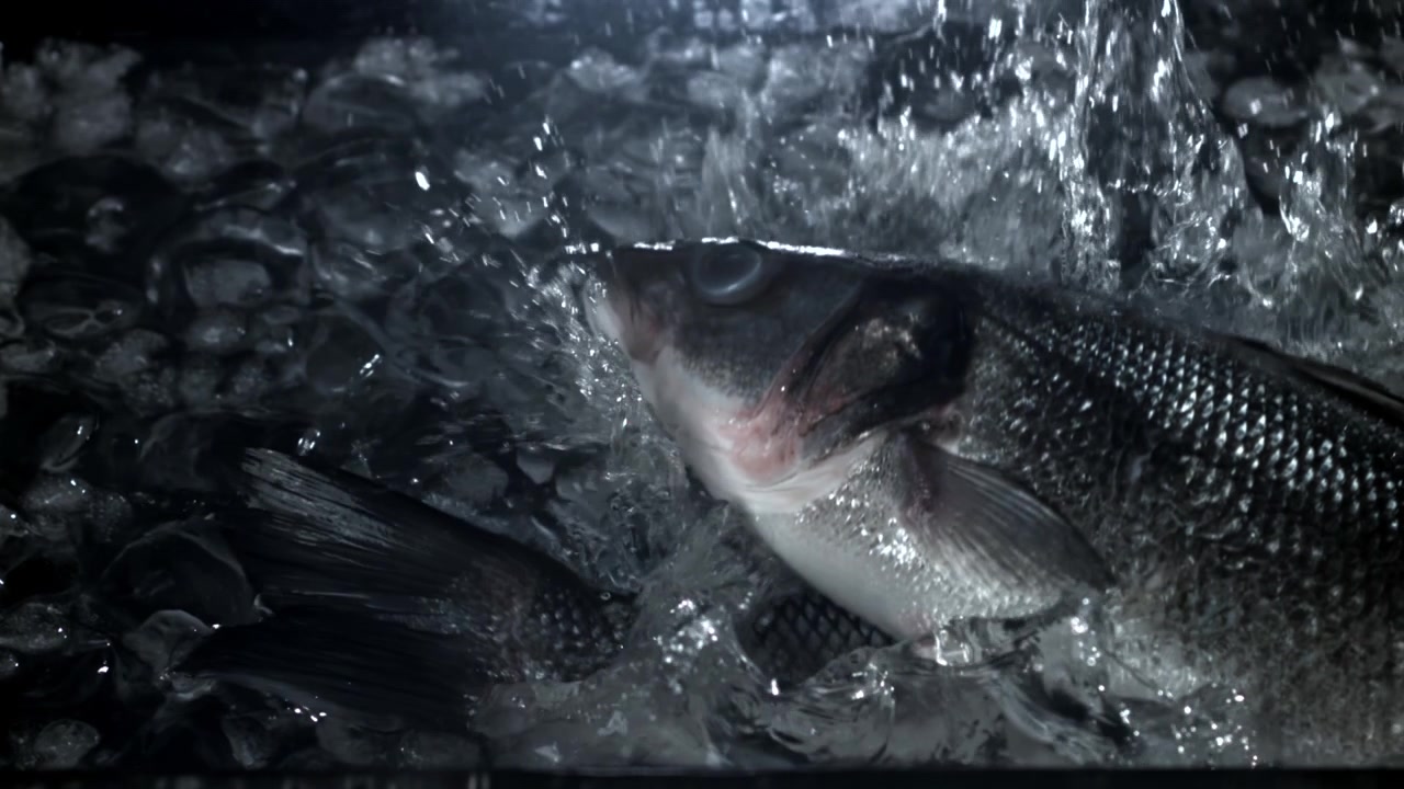 Frisk fisk på is med vandsprøjt i slow motion.
