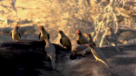 A-smooth-steady-tight-clip-of-Yellowbilled-Oxpeckers-on-the-back-of-a-buffalo