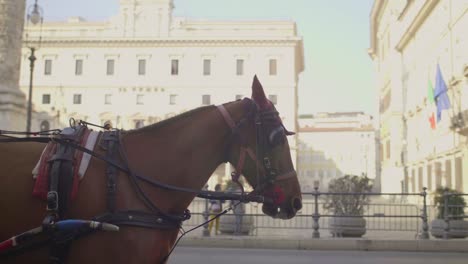 cheval tirant une calèche à rome