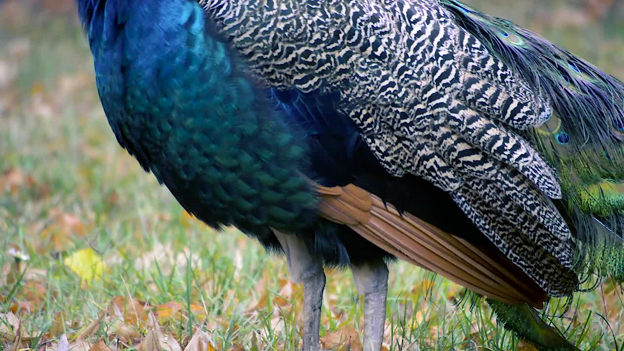 pavo real azul caminando sobre una hierba verde, de cerca