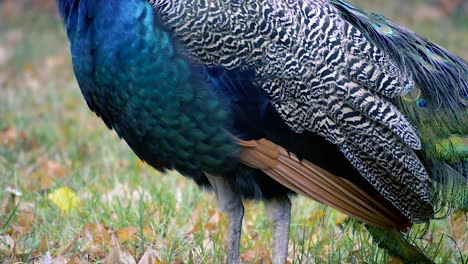 blue peacock walking on a green grass, close up