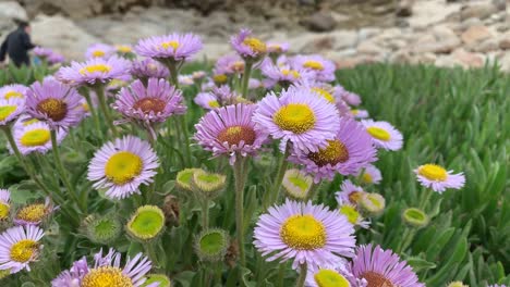 purple wildflowers in bloom along the coastal landscapes of asilomar state beach, in northern california