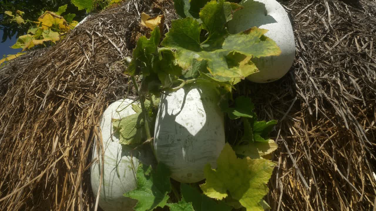 Wax gourd or winter melons growing in a green farm