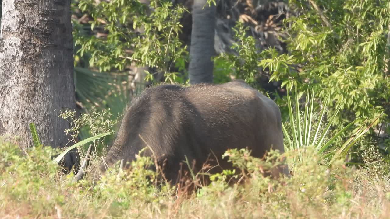 풀을 먹는 버팔로 - 음식