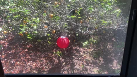 dolly in a red latern and lemon tree from indoor the room