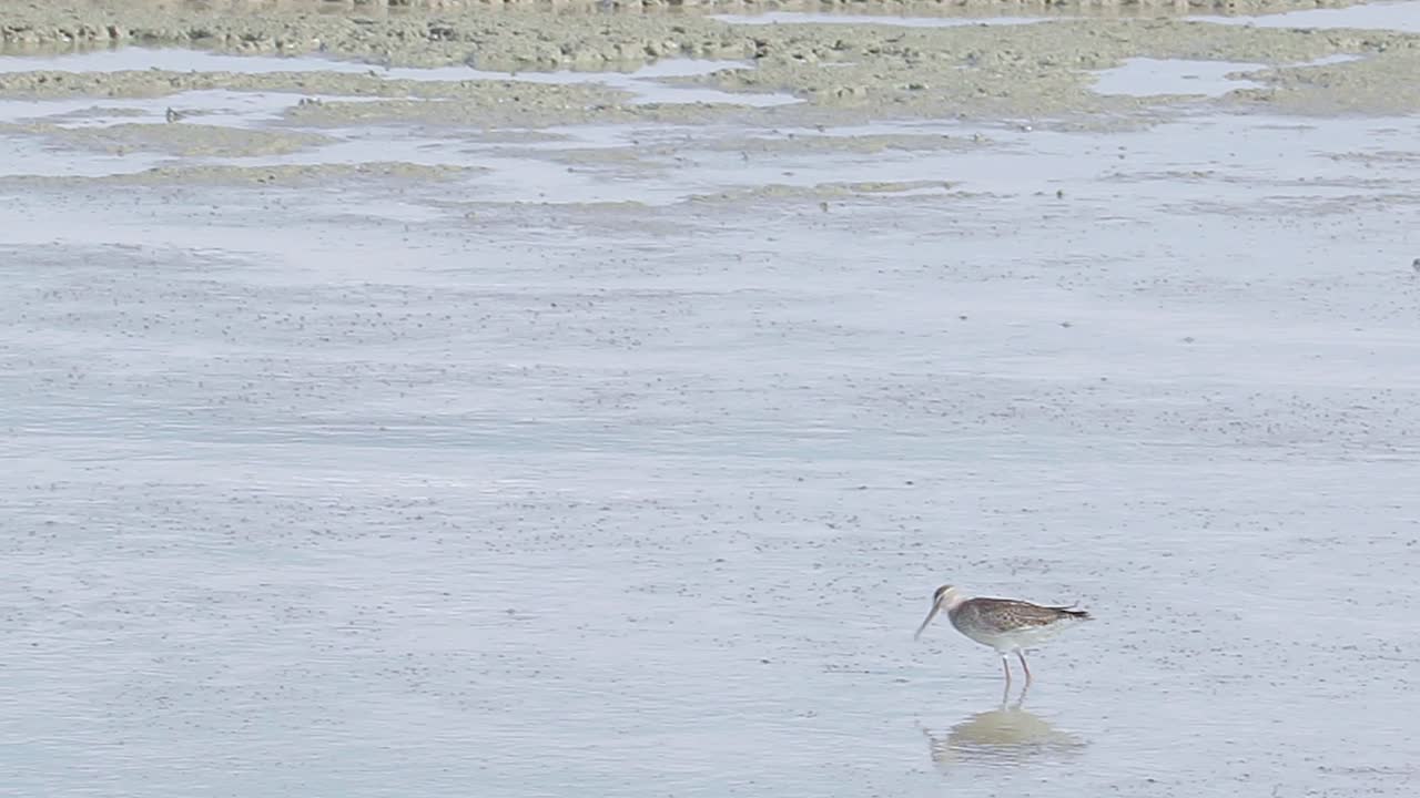 갯벌에서 게를 먹는 회색 꼬리 태틀러