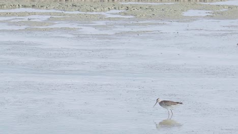 chismoso de cola gris comiendo cangrejo en marismas