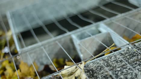 autumn leaves cover grate in the street