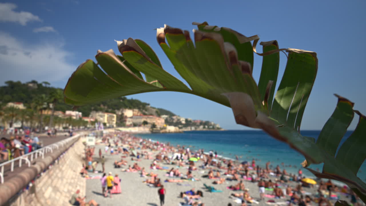 Close up of a palm tree leaf wit a blurred background of people swimming and relaxing on the beach. Nice, France
