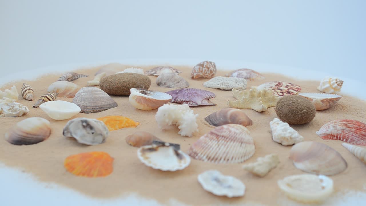 Cockleshells on sand on white background. Shooting with conducting