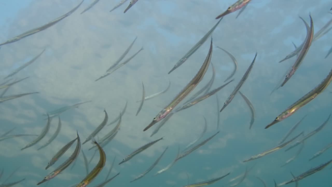 School of tube snout in a kelp forest in the Pacific Northwest in Canada.