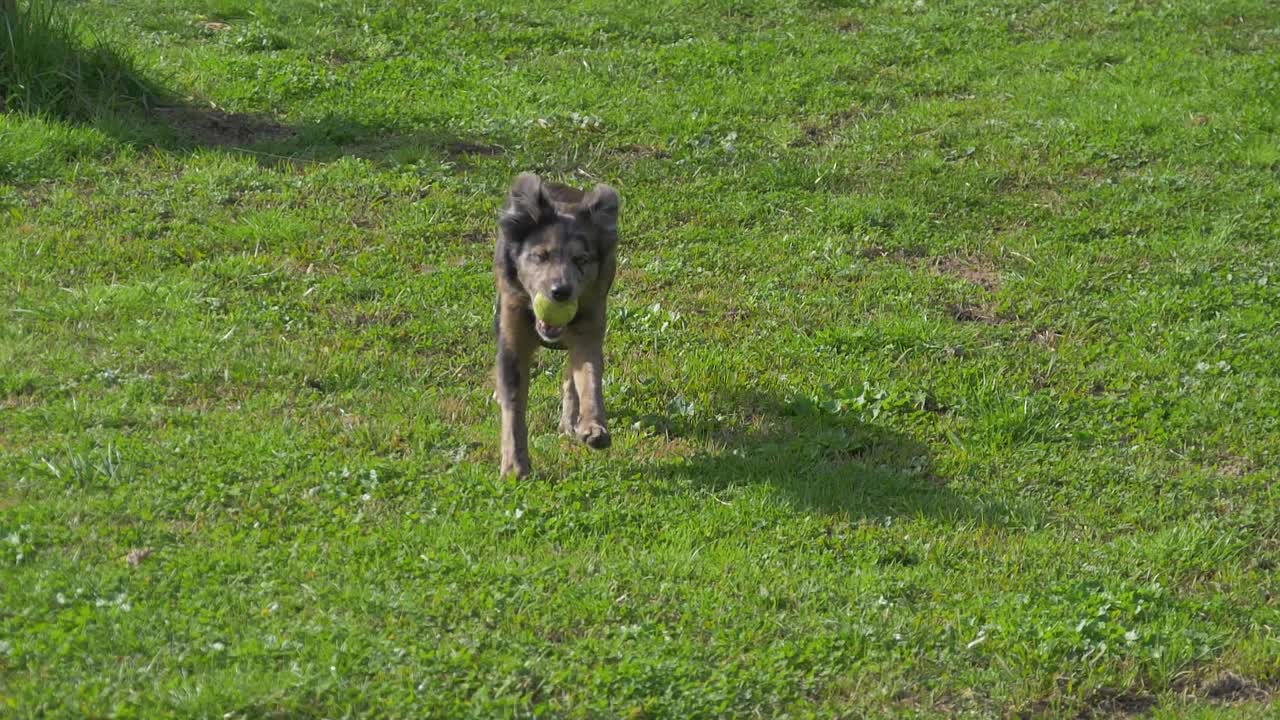 border collie dog playing with a ball on green grass in slow motion