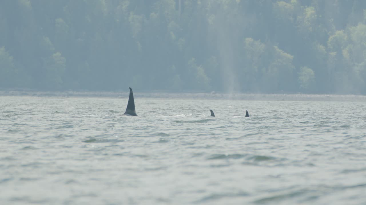 ballenas asesinas nadando, aletas dorsales en la superficie del agua