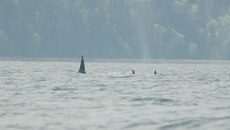 ballenas asesinas nadando, aletas dorsales en la superficie del agua