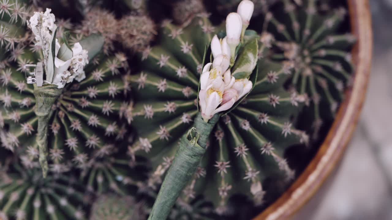 Cactus flower blooming close-up shot, showcasing delicate details