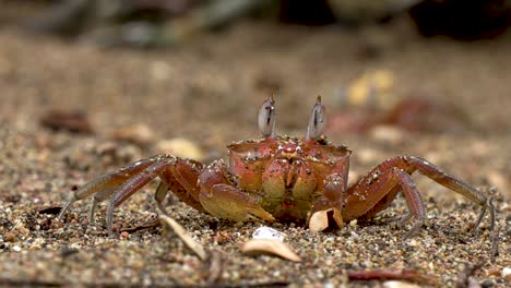 crab walking on the beach