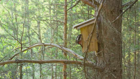 great spotted woodpecker, dendrocopos major removing nesting materials from a birdhouse