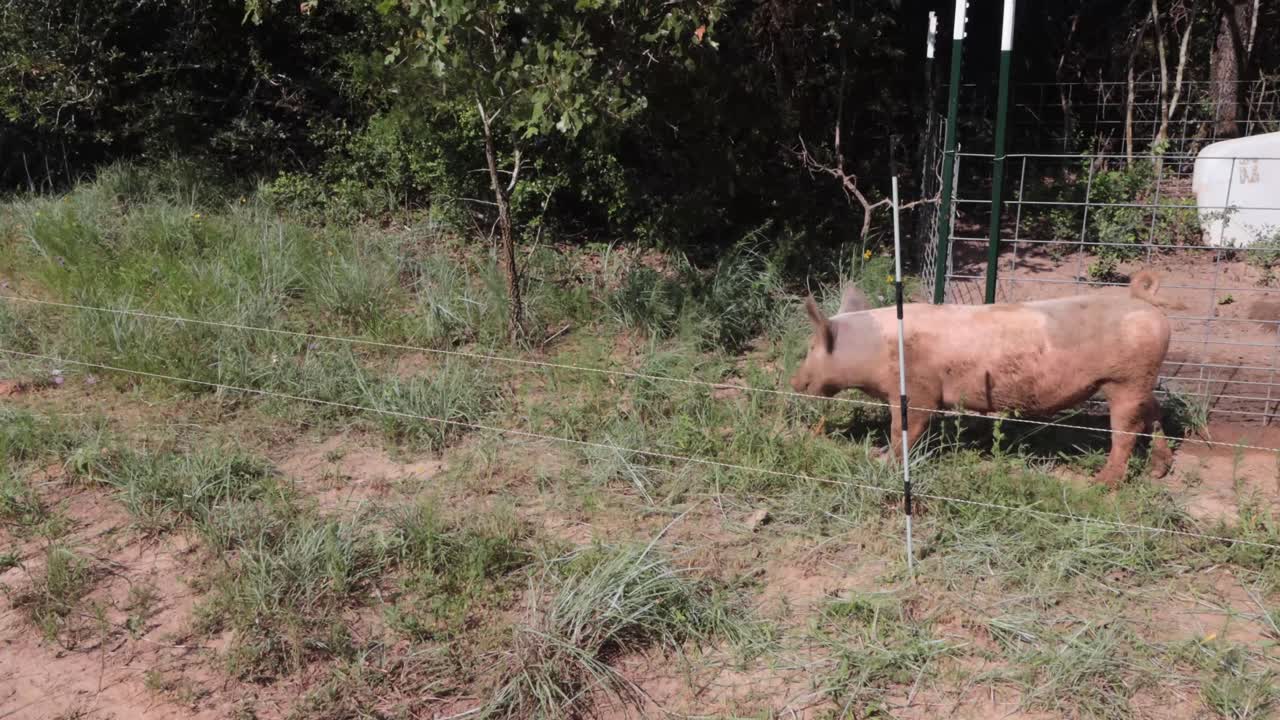 Video HD di maiali al pascolo che mangiano erba per la prima volta