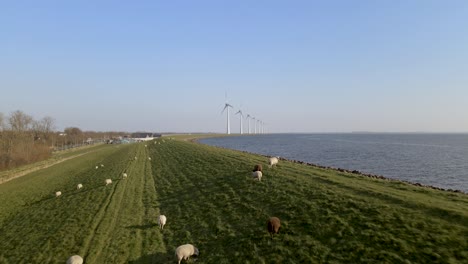 herd of sheep grazing on beautiful scenery, lake coastline, windmills in background