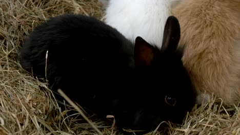 baby rabbit black close up